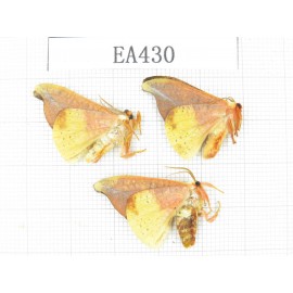Moths sp. China, Tibet, Linzhi, Bomi county. 3Pcs. EA430.