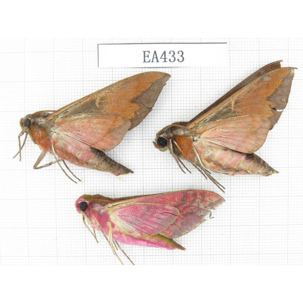 Sphingidae sp. China, Tibet, Linzhi, Bomi county. 3Pcs. EA433.