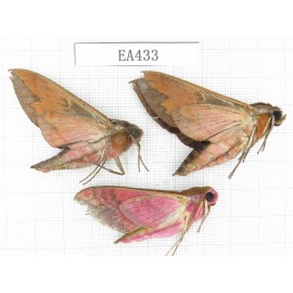 Sphingidae sp. China, Tibet, Linzhi, Bomi county. 3Pcs. EA433.