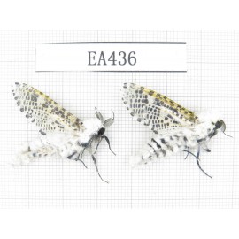 Moths sp. China, Tibet, Linzhi, Bomi county. 2Pcs. EA436.
