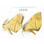 Geometridae sp. China, Tibet, Linzhi, Bomi county. 2Pcs. EA450.