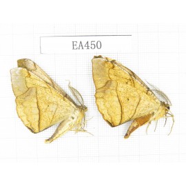 Geometridae sp. China, Tibet, Linzhi, Bomi county. 2Pcs. EA450.