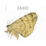Geometridae sp. China, Tibet, Linzhi, Bomi county. 1Pcs. EA452.