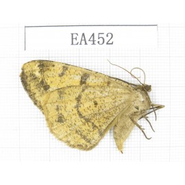 Geometridae sp. China, Tibet, Linzhi, Bomi county. 1Pcs. EA452.