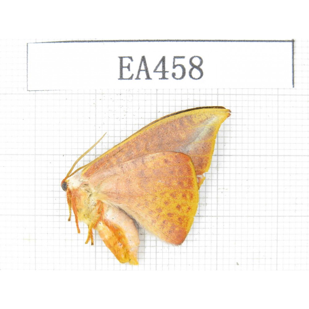 Geometridae sp. China, Tibet, Linzhi, Bomi county. 1Pcs. EA458.