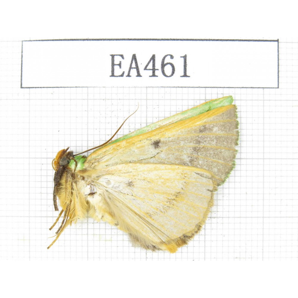 Geometridae sp. China, Tibet, Linzhi, Bomi county. 1Pcs. EA461.