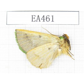 Geometridae sp. China, Tibet, Linzhi, Bomi county. 1Pcs. EA461.