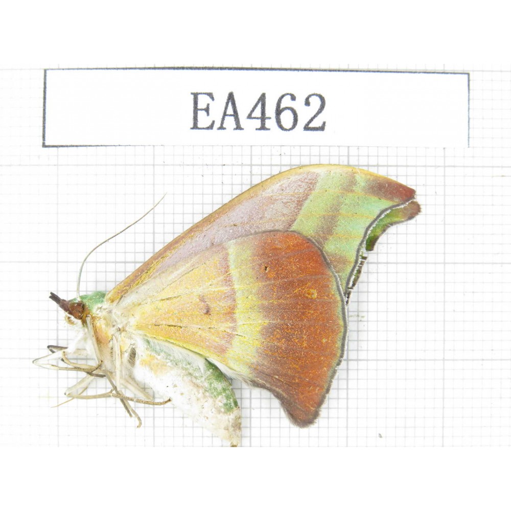Moths sp. China, Tibet, Linzhi, Bomi county. 1Pcs. EA462.