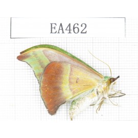 Moths sp. China, Tibet, Linzhi, Bomi county. 1Pcs. EA462.