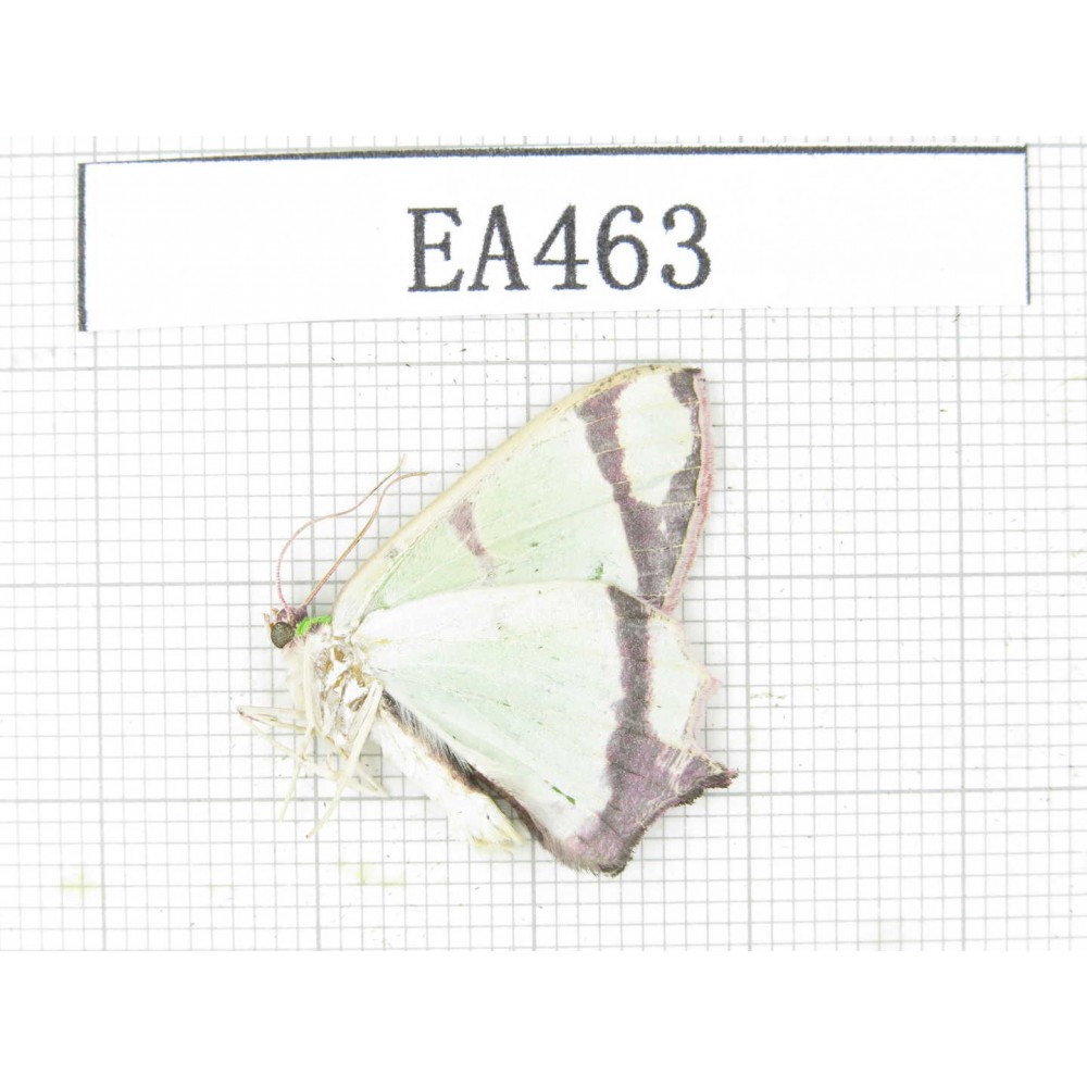 Geometridae sp. China, Tibet, Linzhi, Bomi county. 1Pcs. EA463.