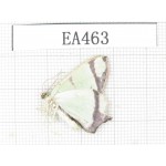 Geometridae sp. China, Tibet, Linzhi, Bomi county. 1Pcs. EA463.
