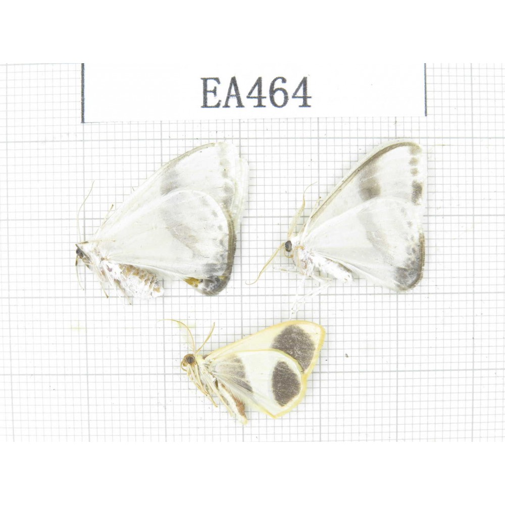 Geometridae sp. China, Tibet, Linzhi, Bomi county. 3Pcs. EA464.