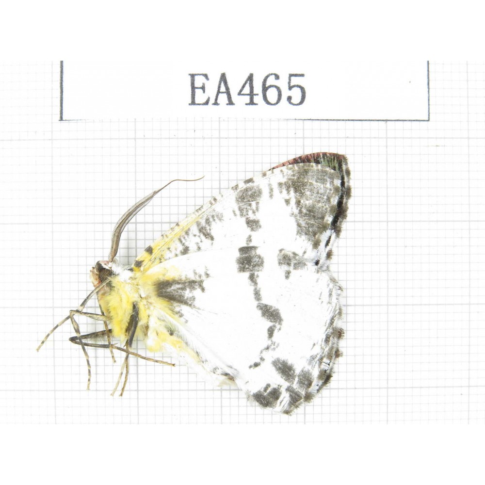 Geometridae sp. China, Tibet, Linzhi, Bomi county. 1Pcs. EA465.