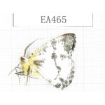Geometridae sp. China, Tibet, Linzhi, Bomi county. 1Pcs. EA465.