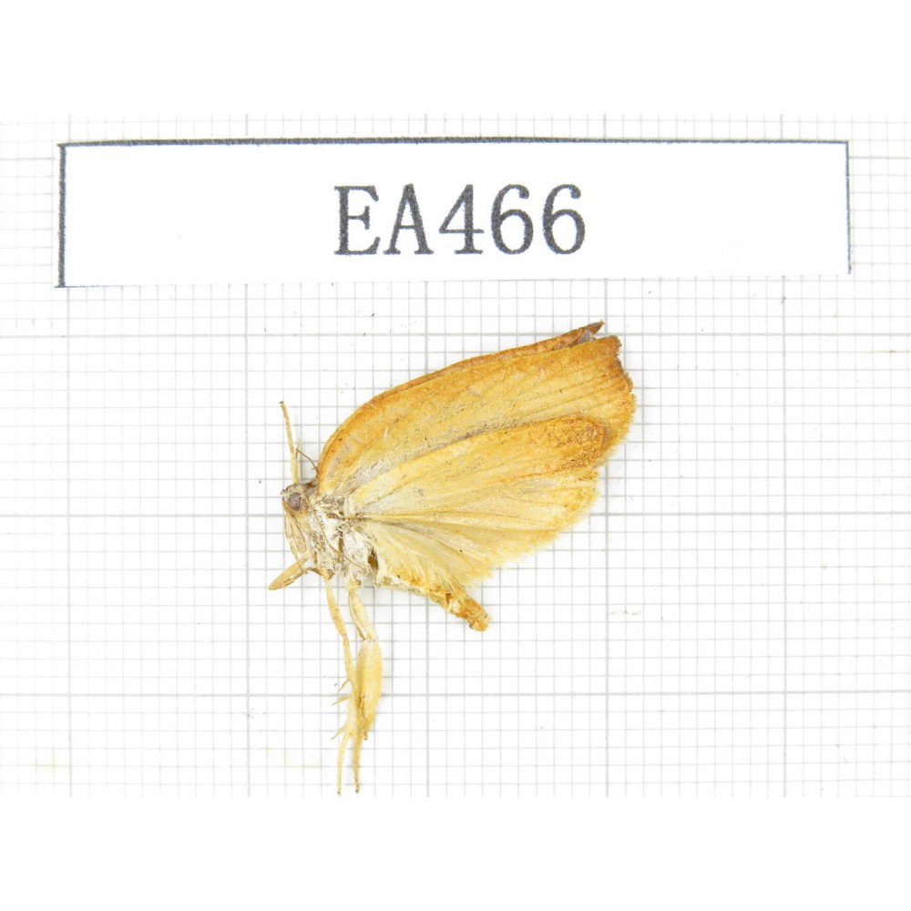 Moths sp. China, Tibet, Linzhi, Bomi county. 1Pcs. EA466.
