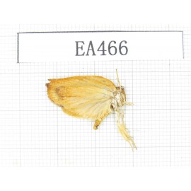 Moths sp. China, Tibet, Linzhi, Bomi county. 1Pcs. EA466.