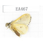 Moths sp. China, Tibet, Linzhi, Bomi county. 1Pcs. EA467.