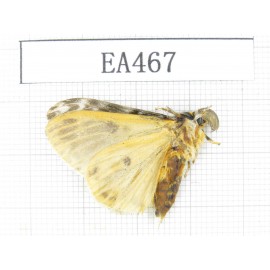 Moths sp. China, Tibet, Linzhi, Bomi county. 1Pcs. EA467.