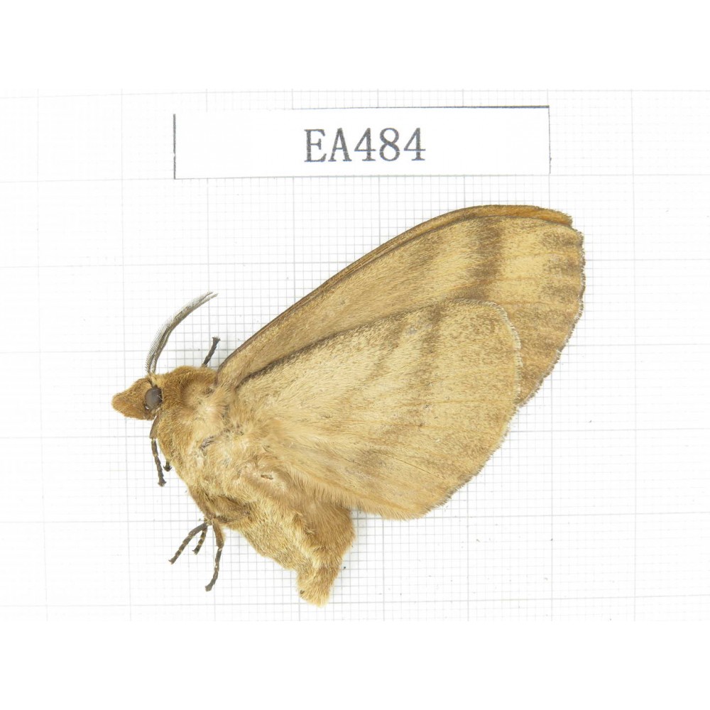 Moths sp. China, Yunnan, Dali area, S of Dali. 1Pcs. EA484.