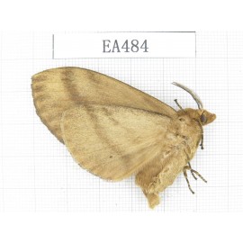 Moths sp. China, Yunnan, Dali area, S of Dali. 1Pcs. EA484.
