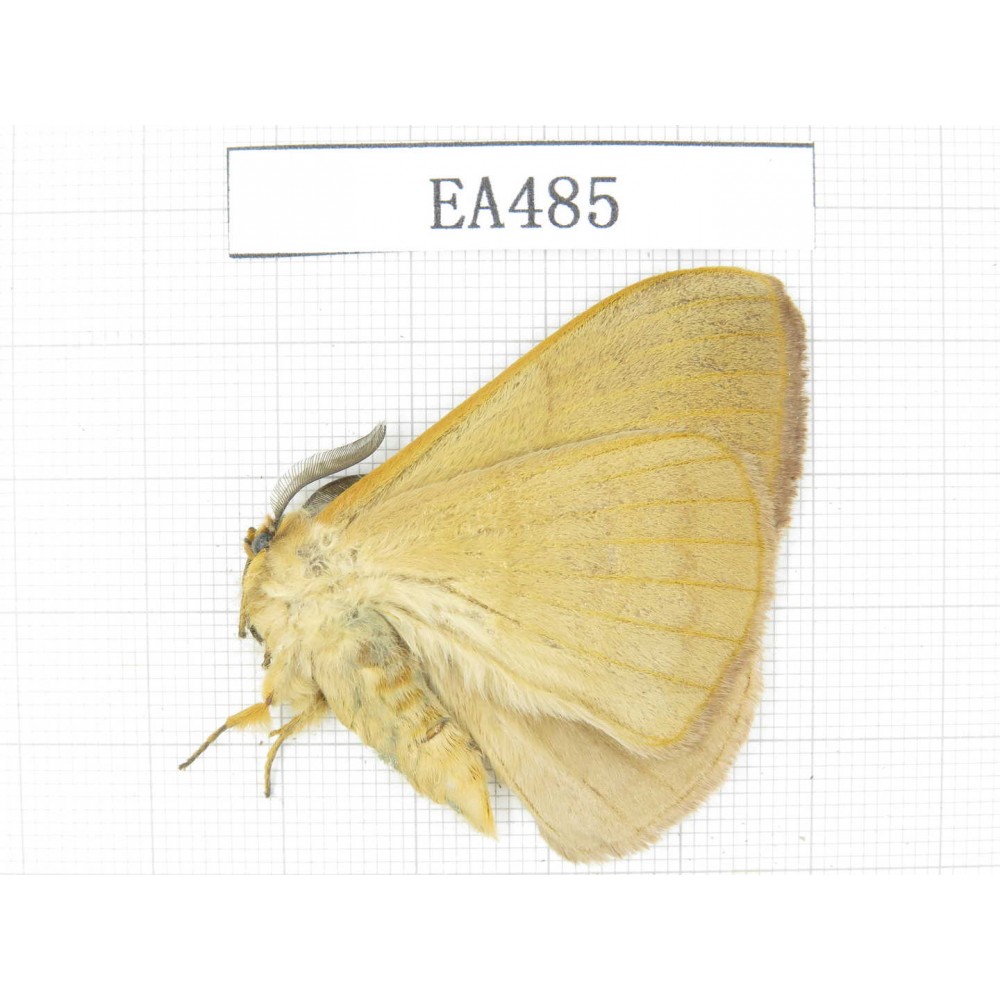 Moths sp. China, Yunnan, Dali area, S of Dali. 1Pcs. EA485.