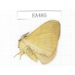 Moths sp. China, Yunnan, Dali area, S of Dali. 1Pcs. EA485.