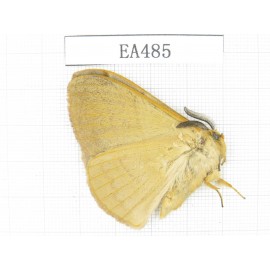 Moths sp. China, Yunnan, Dali area, S of Dali. 1Pcs. EA485.