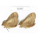 Moths sp. China, W of Yunnan, Dali area, Fengyi town.2Pcs. EA487.