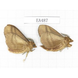 Moths sp. China, W of Yunnan, Dali area, Fengyi town.2Pcs. EA487.