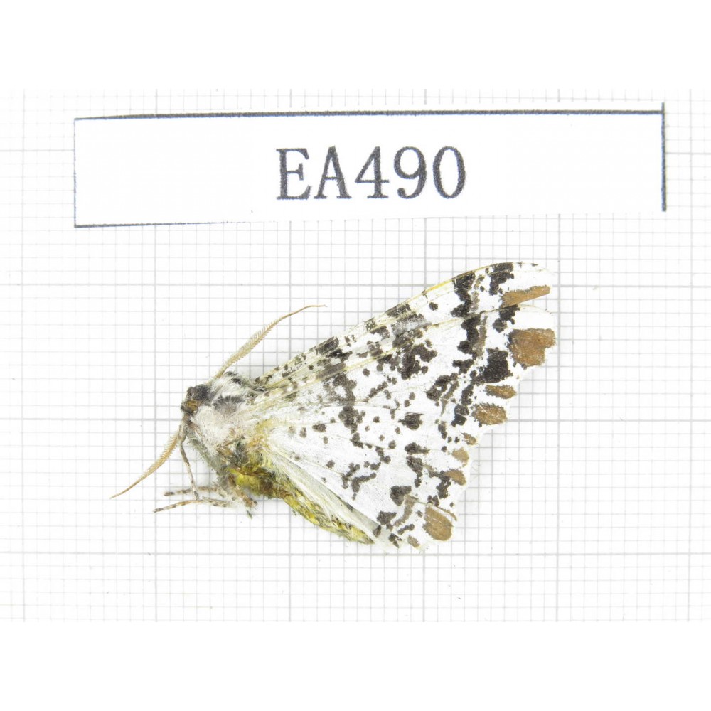 Moths sp. China, W of Yunnan, Dali area, Fengyi town.1Pcs. EA490.