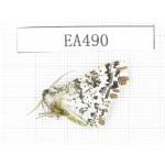 Moths sp. China, W of Yunnan, Dali area, Fengyi town.1Pcs. EA490.