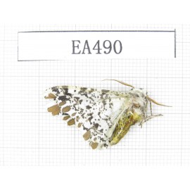 Moths sp. China, W of Yunnan, Dali area, Fengyi town.1Pcs. EA490.