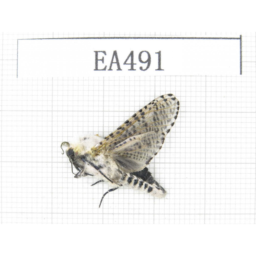 Moths sp. China, Yunnan, Dali area, S of Dali. 1Pcs. EA491.