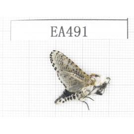 Moths sp. China, Yunnan, Dali area, S of Dali. 1Pcs. EA491.