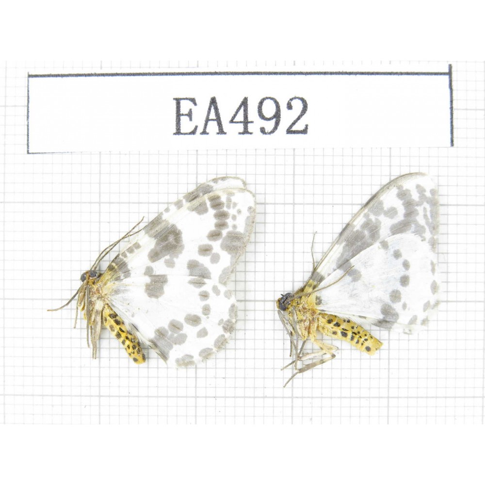 Moths sp. China, W of Yunnan, Dali area, Fengyi town.2Pcs. EA492.