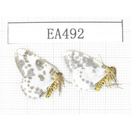 Moths sp. China, W of Yunnan, Dali area, Fengyi town.2Pcs. EA492.