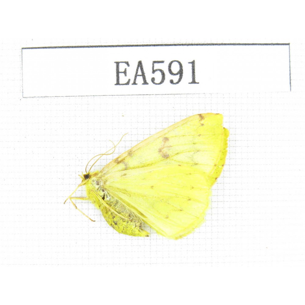 Geometridae sp. China, Tibet, Qamdo area, Qamdo valley.1Pcs. EA591.
