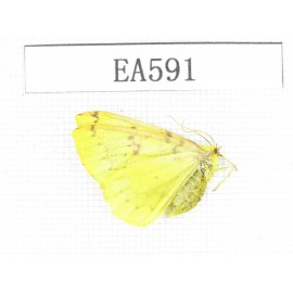 Geometridae sp. China, Tibet, Qamdo area, Qamdo valley.1Pcs. EA591.