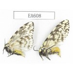 Moths sp. China, Tibet, Linzhi, Bomi county. 2Pcs. EA608.
