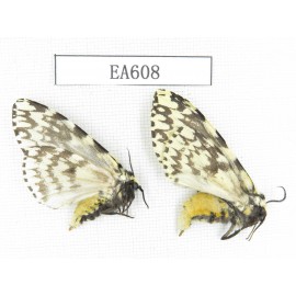 Moths sp. China, Tibet, Linzhi, Bomi county. 2Pcs. EA608.