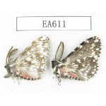 Moths sp. China, Tibet, Linzhi, Bomi county. 2Pcs. EA611.