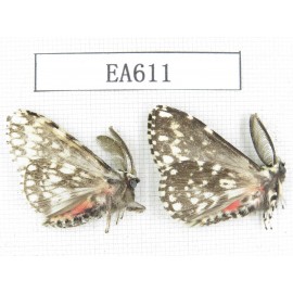 Moths sp. China, Tibet, Linzhi, Bomi county. 2Pcs. EA611.