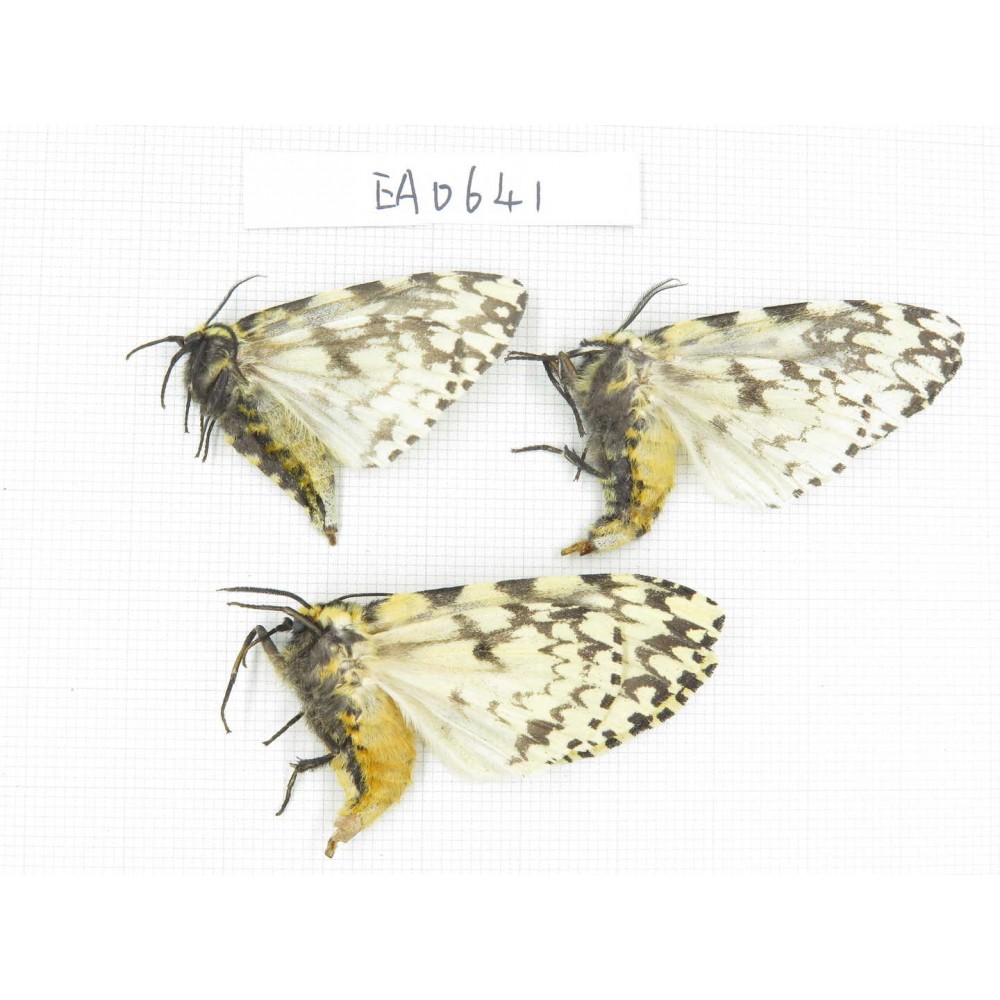 Moths sp. China, Tibet, Linzhi, Bomi county. 3Pcs. EA641.