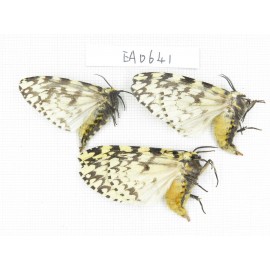 Moths sp. China, Tibet, Linzhi, Bomi county. 3Pcs. EA641.
