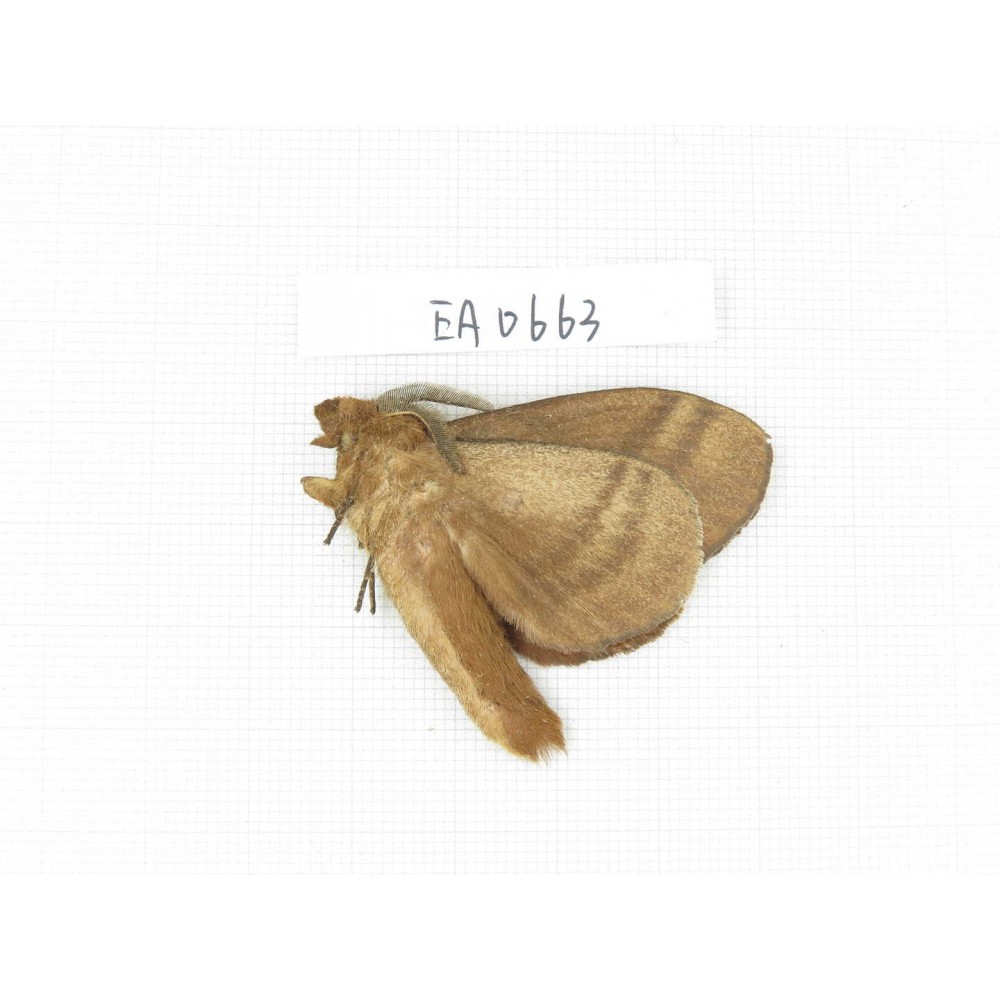 Moths sp. China, Yunnan, Dali area, S of Dali. 1Pcs. EA0663.