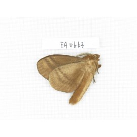 Moths sp. China, Yunnan, Dali area, S of Dali. 1Pcs. EA0663.