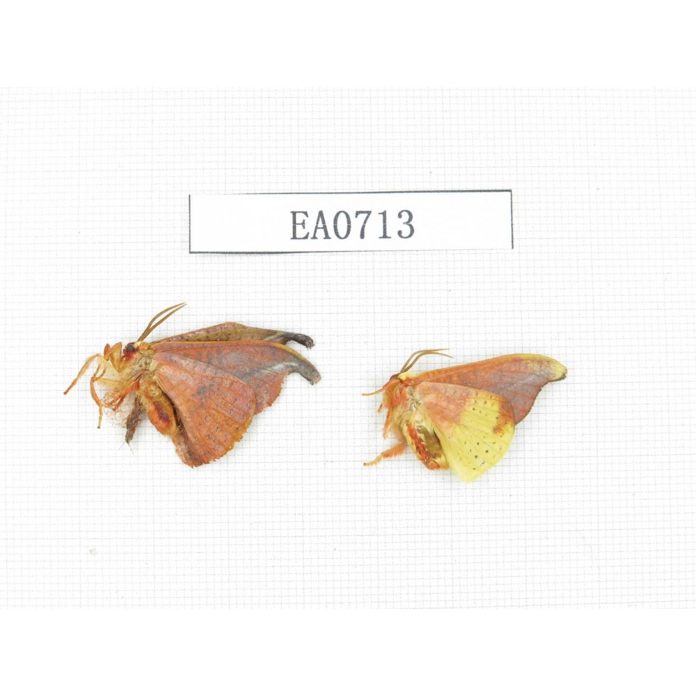 Moths sp. China, Tibet, Linzhi, Bomi county. 2Pcs. EA0713.