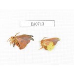 Moths sp. China, Tibet, Linzhi, Bomi county. 2Pcs. EA0713.