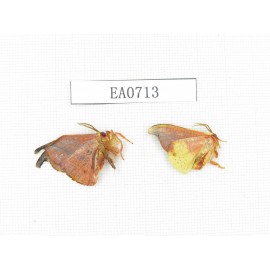 Moths sp. China, Tibet, Linzhi, Bomi county. 2Pcs. EA0713.