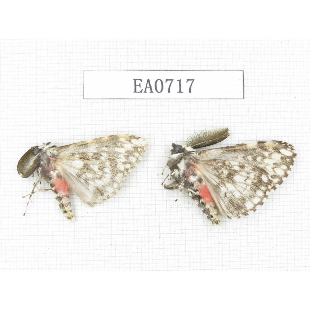 Moths sp. China, Tibet, Linzhi, Bomi county. 2Pcs. EA0717.